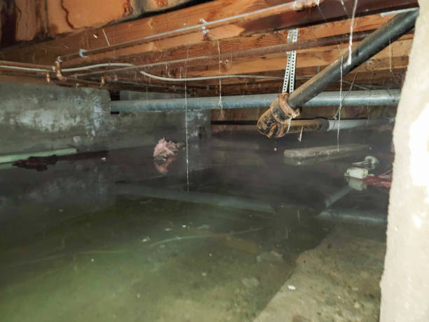 Best Local water damage restoration  in Lake City, MN