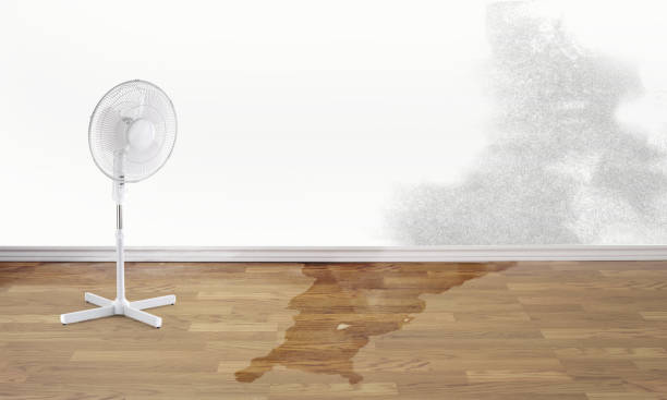Best Flood restoration services  in Lake City, MN
