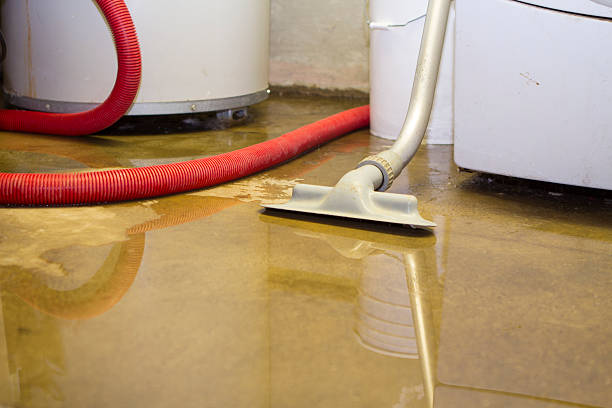Best Mold removal after water damage  in Lake City, MN